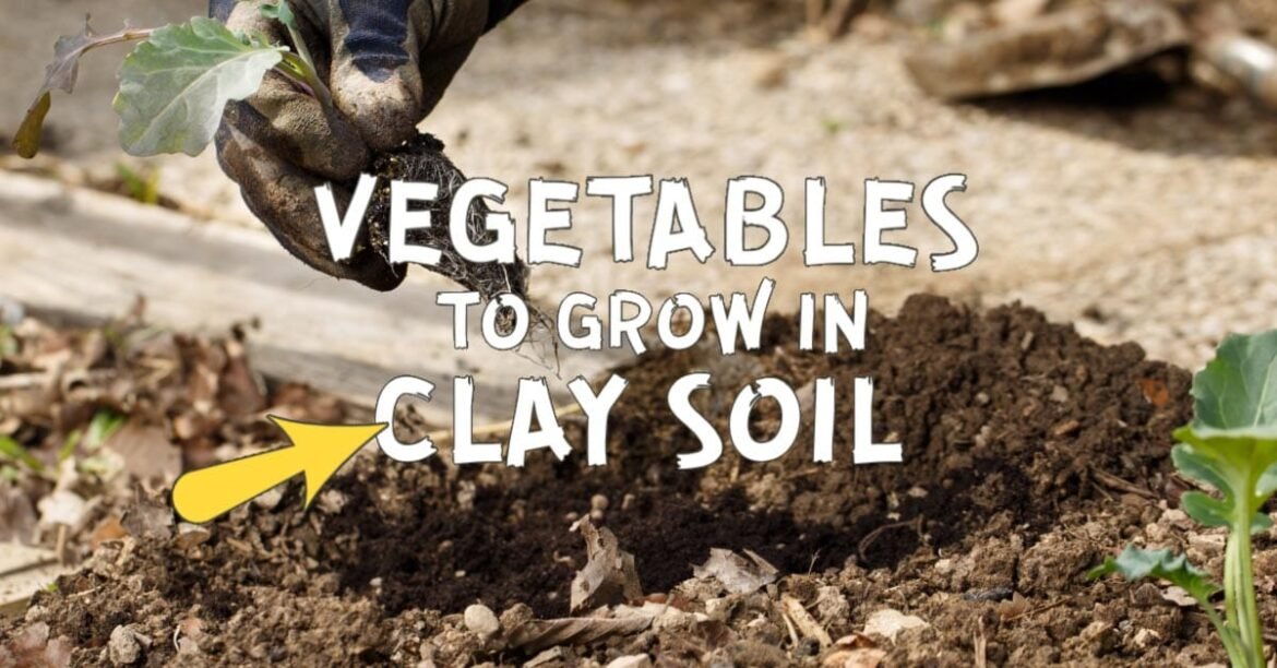 Vegetables that grow in clay soil