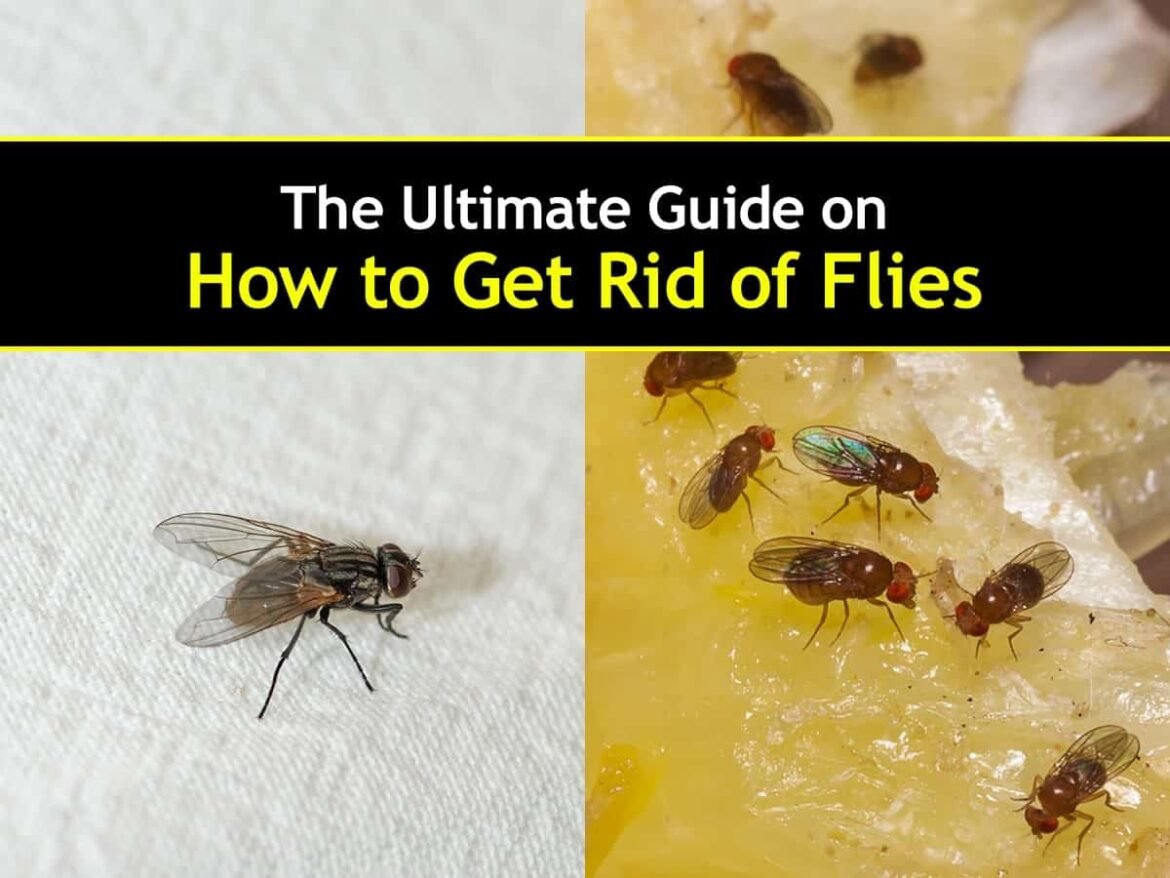 How to get rid of fruit flies fast?
